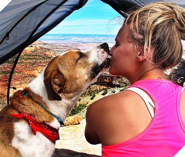 chó mèo đi du lịch