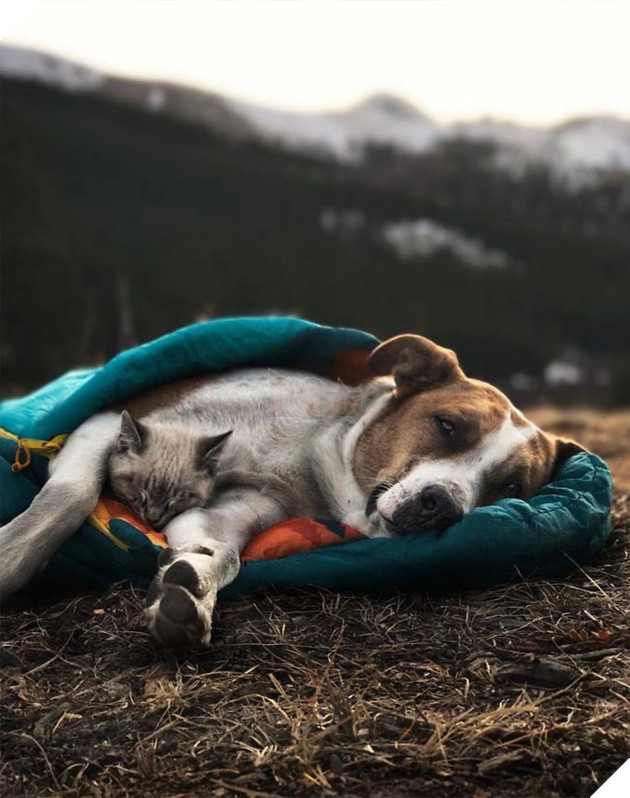 Bộ ảnh cặp đôi phượt thủ chó mèo đưa nhau đi khắp thế gian 2