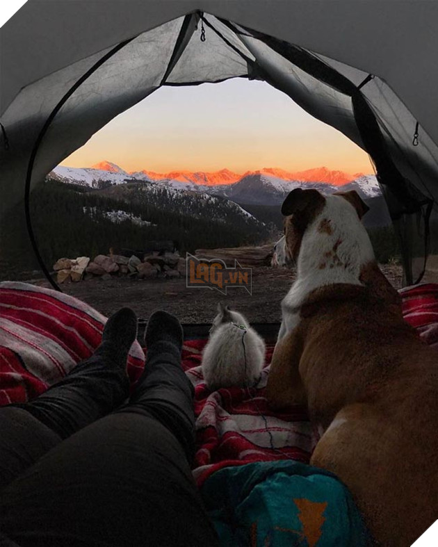 Bộ ảnh cặp đôi phượt thủ chó mèo đưa nhau đi khắp thế gian 5