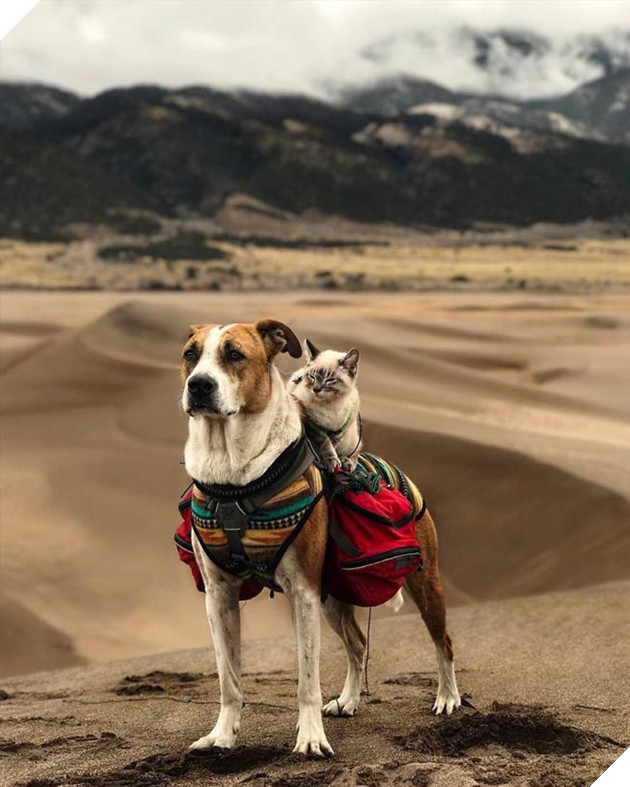 Bộ ảnh cặp đôi phượt thủ chó mèo đưa nhau đi khắp thế gian 6