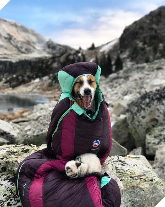 Bộ ảnh cặp đôi phượt thủ chó mèo đưa nhau đi khắp thế gian 7