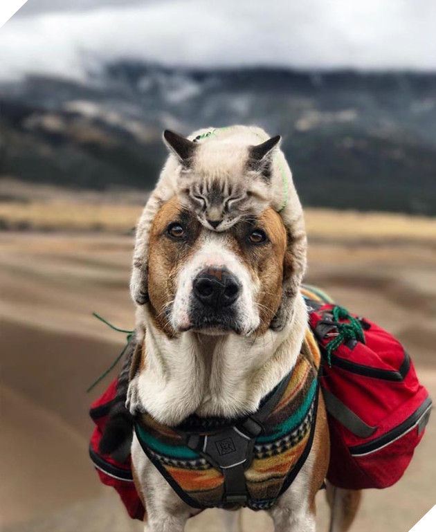 Bộ ảnh cặp đôi phượt thủ chó mèo đưa nhau đi khắp thế gian 8