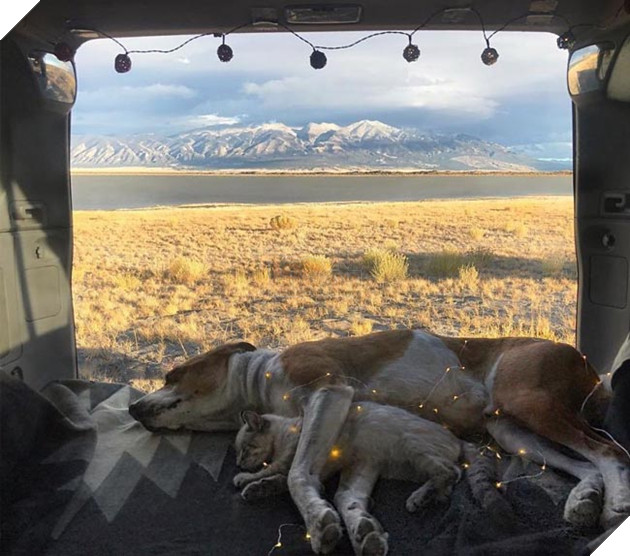 Bộ ảnh cặp đôi phượt thủ chó mèo đưa nhau đi khắp thế gian 10