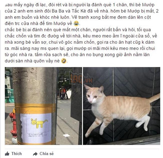 bức hình vẽ để tìm mèo đi lạc