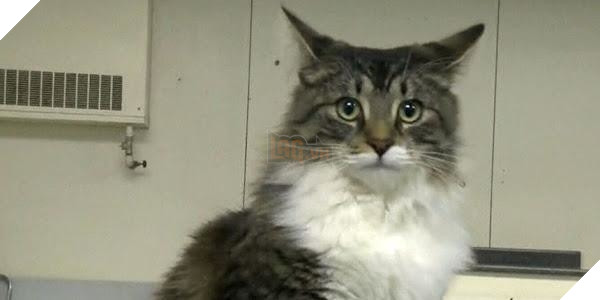 
Baloo vẫn rất hoang mang dù đã được về nhà.