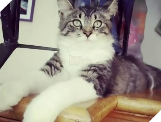 
Baloo đã bị ship đi xa tận 1120 km.