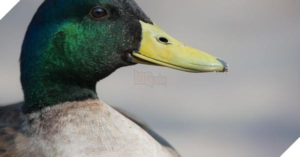 Chú vịt cô đơn nhất thế giới nổi tiếng MXH vừa qua đời do bị chó cắn - Ảnh 2.