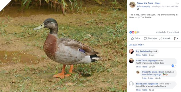 Chú vịt cô đơn nhất thế giới nổi tiếng MXH vừa qua đời do bị chó cắn - Ảnh 1.