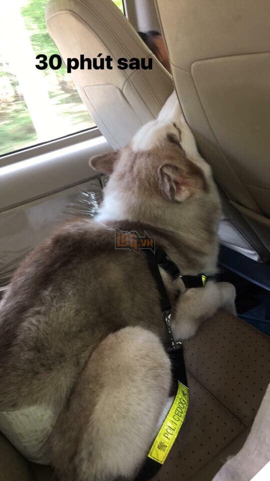 CHET CUOI VOI HANH TRINH VE QUE AN TET CUA CHU CHO MAT NGAO: SAY XE BI TI, VAT VA 2 Chết cười với hành trình về quê ăn Tết của chú chó mặt ngáo: Say xe bí tỉ, vật vã