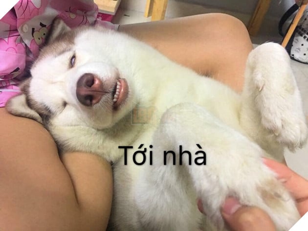 CHET CUOI VOI HANH TRINH VE QUE AN TET CUA CHU CHO MAT NGAO: SAY XE BI TI, VAT VA 4 Chết cười với hành trình về quê ăn Tết của chú chó mặt ngáo: Say xe bí tỉ, vật vã