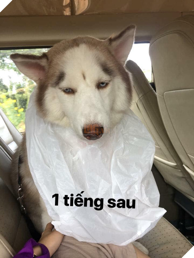 CHET CUOI VOI HANH TRINH VE QUE AN TET CUA CHU CHO MAT NGAO: SAY XE BI TI, VAT VA 3 Chết cười với hành trình về quê ăn Tết của chú chó mặt ngáo: Say xe bí tỉ, vật vã