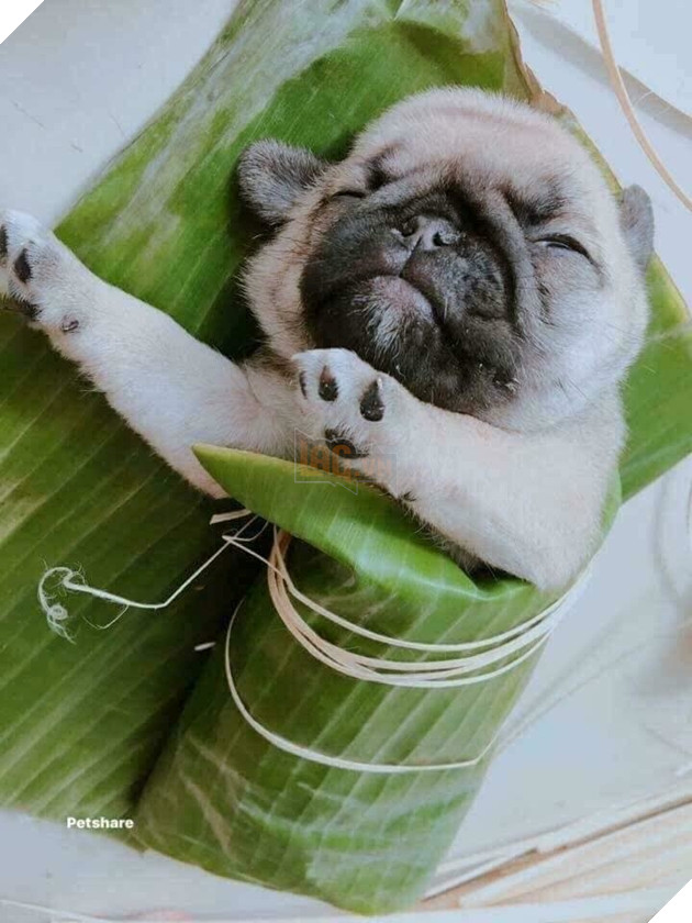 Về đi rồi nai lưng gói bánh chưng bánh tét chứ gì mà ham giành.
Về đi rồi nai lưng gói bánh chưng bánh tét chứ gì mà ham giành.