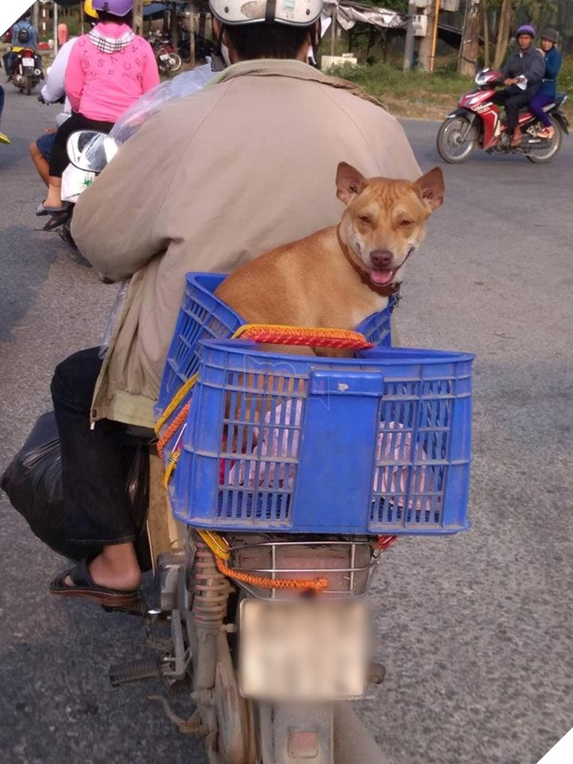 Lắm chuyện, tao không cần "hứng" trong bịch đẹp vẫn về nhà ngon lành nhé!
Lắm chuyện, tao không cần "hứng" trong bịch đẹp vẫn về nhà ngon lành nhé!