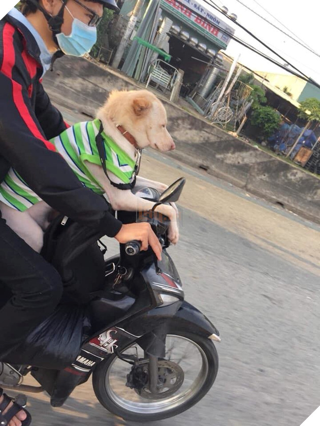 Tụi bay làm lố quá, tao cứ bon bon vầy có làm sao đâu.
Tụi bay làm lố quá, tao cứ bon bon vầy có làm sao đâu.