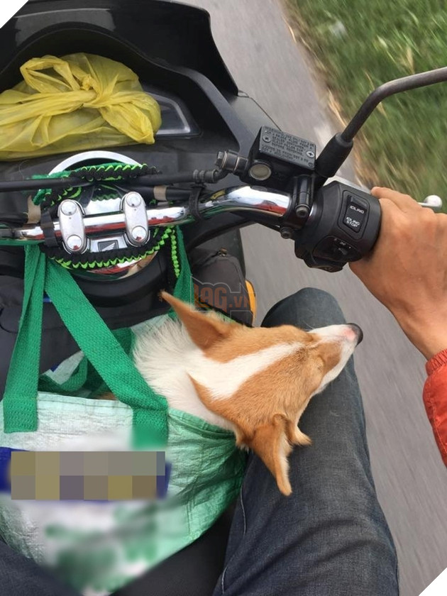 "Mày đi xe xịn, sao cho tao ở trong cái bịch kém sang vậy sen?", boss nói.
"Mày đi xe xịn, sao cho tao ở trong cái bịch kém sang vậy sen?", boss nói.