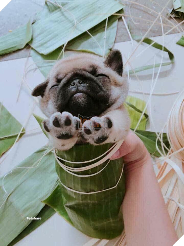 Không thể nhịn cười trước 101 biểu cảm về quê ăn Tết của boss Không thể nhịn cười trước 101 biểu cảm về quê ăn Tết của boss