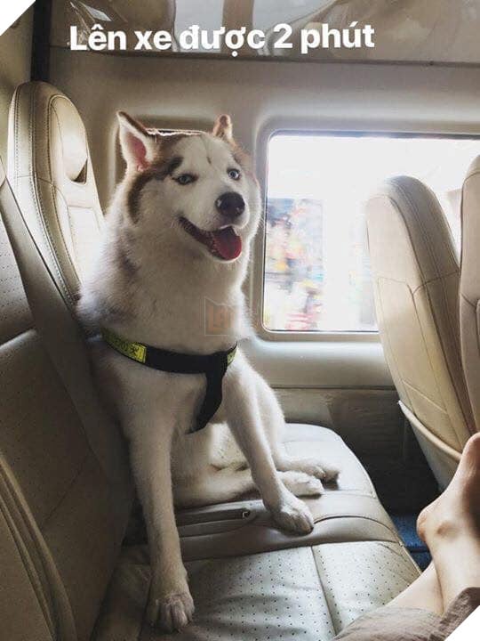 CHET CUOI VOI HANH TRINH VE QUE AN TET CUA CHU CHO MAT NGAO: SAY XE BI TI, VAT VA Chết cười với hành trình về quê ăn Tết của chú chó mặt ngáo: Say xe bí tỉ, vật vã