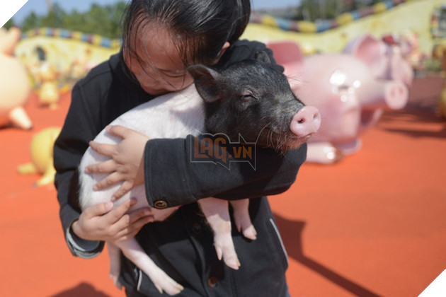 Tết Kỷ Hợi không biết đi đâu chơi, mời ghé thăm công viên Hành tinh Lợn ở Trung Quốc - Ảnh 1.