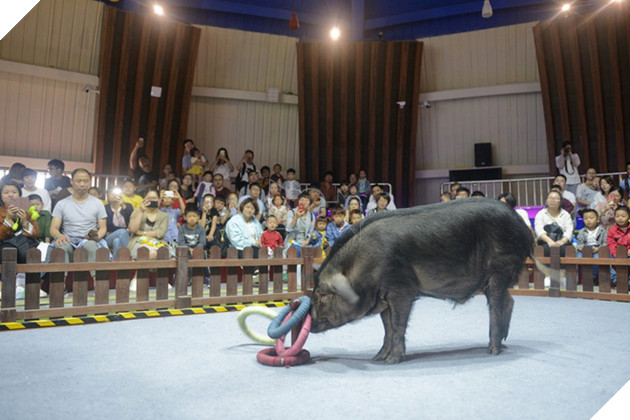 Tết Kỷ Hợi không biết đi đâu chơi, mời ghé thăm công viên Hành tinh Lợn ở Trung Quốc - Ảnh 8.