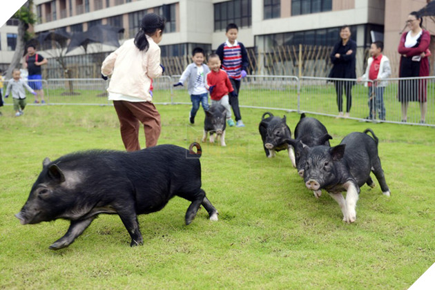 Tết Kỷ Hợi không biết đi đâu chơi, mời ghé thăm công viên Hành tinh Lợn ở Trung Quốc - Ảnh 3.