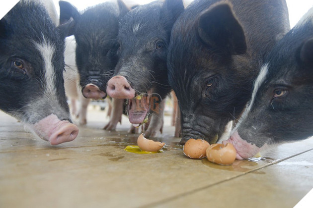 Tết Kỷ Hợi không biết đi đâu chơi, mời ghé thăm công viên Hành tinh Lợn ở Trung Quốc - Ảnh 5.