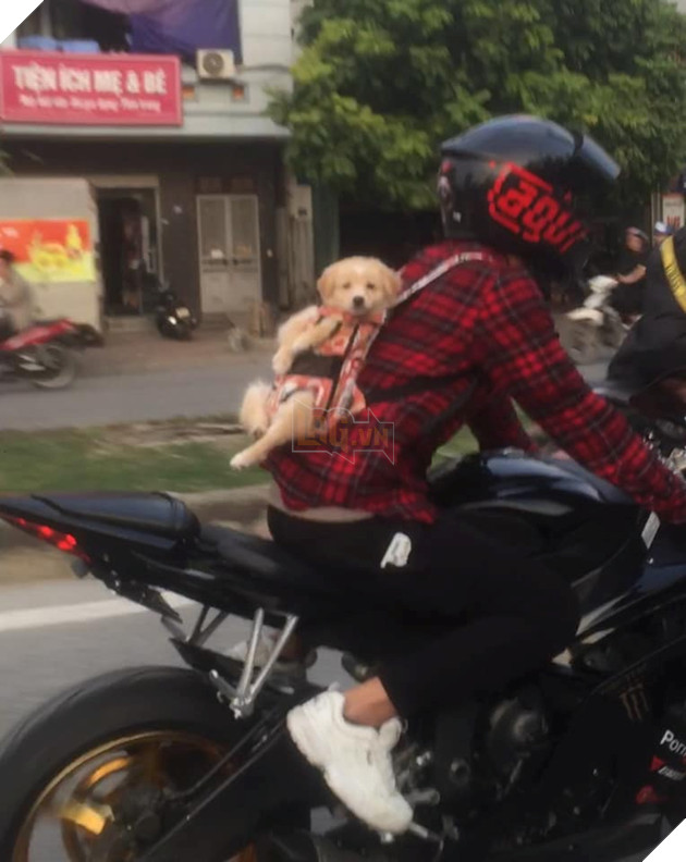 Muôn kiểu 'boss' theo chân 'sen' về quê ăn Tết: 'Đứa' lần đầu đi tàu, 'đứa' mặc bỉm lên xe