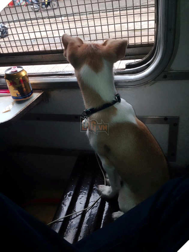 Muôn kiểu 'boss' theo chân 'sen' về quê ăn Tết: 'Đứa' lần đầu đi tàu, 'đứa' mặc bỉm lên xe