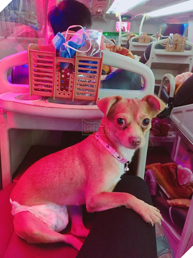 Muôn kiểu 'boss' theo chân 'sen' về quê ăn Tết: 'Đứa' lần đầu đi tàu, 'đứa' mặc bỉm lên xe