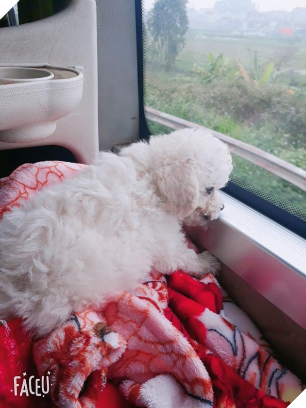 Muôn kiểu 'boss' theo chân 'sen' về quê ăn Tết: 'Đứa' lần đầu đi tàu, 'đứa' mặc bỉm lên xe