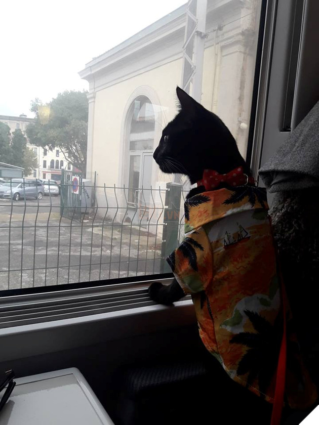 Muôn kiểu 'boss' theo chân 'sen' về quê ăn Tết: 'Đứa' lần đầu đi tàu, 'đứa' mặc bỉm lên xe