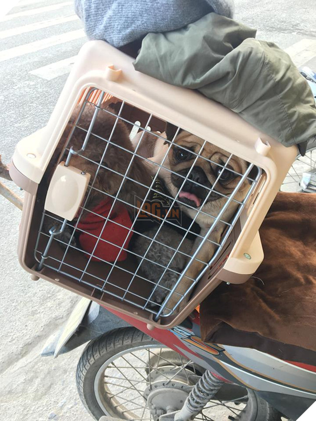 Muôn kiểu 'boss' theo chân 'sen' về quê ăn Tết: 'Đứa' lần đầu đi tàu, 'đứa' mặc bỉm lên xe