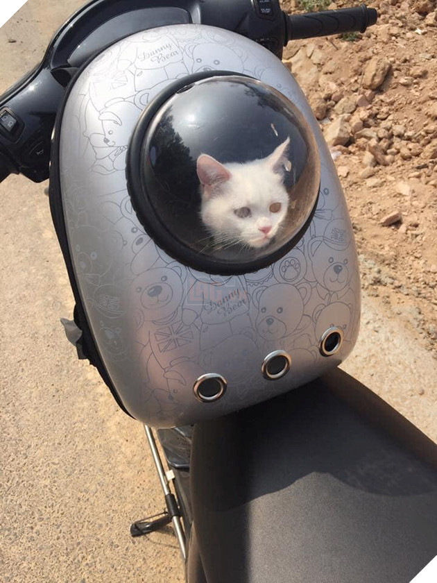 Muôn kiểu 'boss' theo chân 'sen' về quê ăn Tết: 'Đứa' lần đầu đi tàu, 'đứa' mặc bỉm lên xe