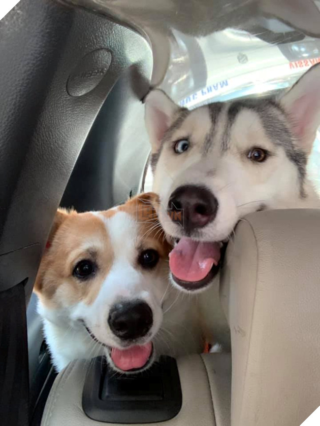 Muôn kiểu 'boss' theo chân 'sen' về quê ăn Tết: 'Đứa' lần đầu đi tàu, 'đứa' mặc bỉm lên xe