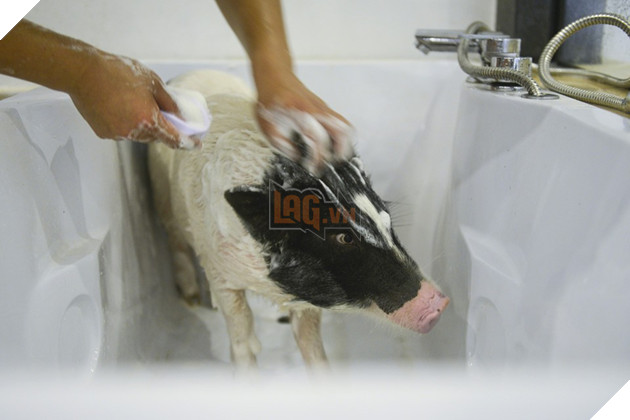 Tết Kỷ Hợi không biết đi đâu chơi, mời ghé thăm công viên Hành tinh Lợn ở Trung Quốc - Ảnh 10.