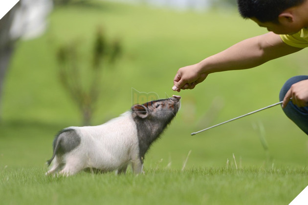 Tết Kỷ Hợi không biết đi đâu chơi, mời ghé thăm công viên Hành tinh Lợn ở Trung Quốc - Ảnh 6.