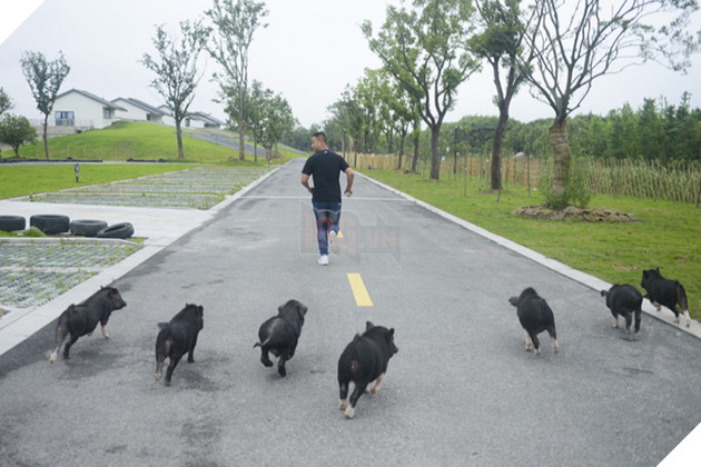 Tết Kỷ Hợi không biết đi đâu chơi, mời ghé thăm công viên Hành tinh Lợn ở Trung Quốc - Ảnh 9.