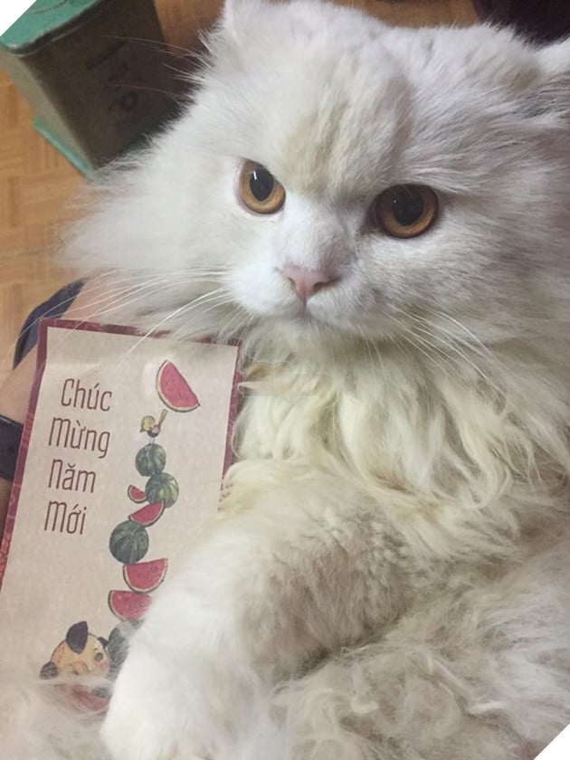 Bộ mặt hờn dỗi của các boss khi năm nay bị thất thu tiền lì xì - Ảnh 7. Bộ mặt hờn dỗi của các boss khi năm nay bị thất thu tiền lì xì - Ảnh 7.
