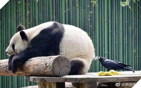 Bạn ơi cho mình xin 1 chút lông, đông tới rồi, chúng ta yêu thương nhau chứ hả?