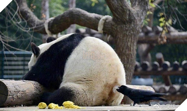 
Đời này gia đình mình mang ơn bạn, chắc số lông này bạn cũng không dùng để làm gì, vậy mình lấy thêm nha!