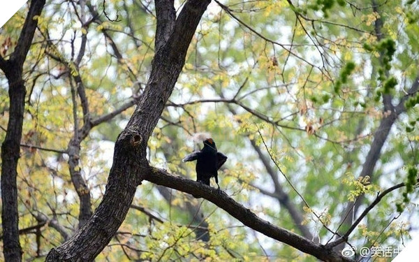 
Đấy! Thế là có lông để làm tổ ấm áp vượt qua mùa đông giá rét rồi.