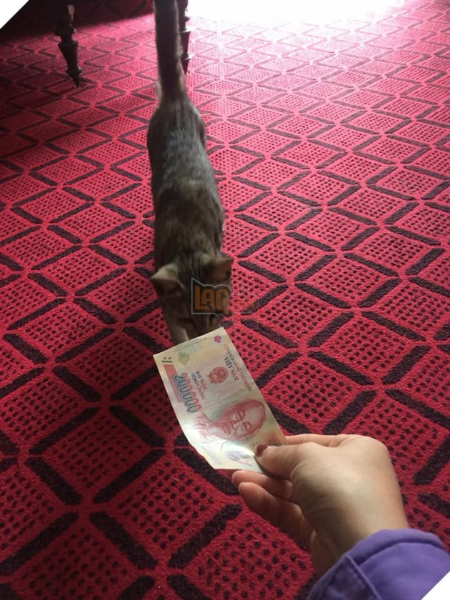 Bộ mặt hờn dỗi của các boss khi năm nay bị thất thu tiền lì xì - Ảnh 19. Bộ mặt hờn dỗi của các boss khi năm nay bị thất thu tiền lì xì - Ảnh 19.