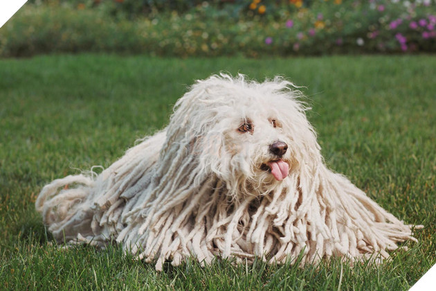 Facebook này kiếm 2 triệu Like chỉ nhờ vài ảnh chổi lau nhà mỗi năm, lý do đằng sau chẳng ai ngờ tới được - Ảnh 1.