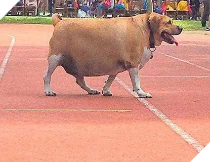 
"Xin chào, mình là Vớ Trắng!"