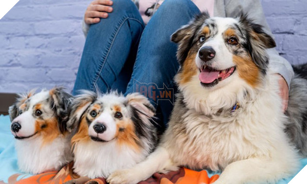 Nếu nghĩ có 3 con chó trong ảnh thì bạn đã lầm: 2 con nhỏ xíu kia là... đôi dép - Ảnh 4. Nếu nghĩ có 3 con chó trong ảnh thì bạn đã lầm: 2 con nhỏ xíu kia là... đôi dép - Ảnh 4.