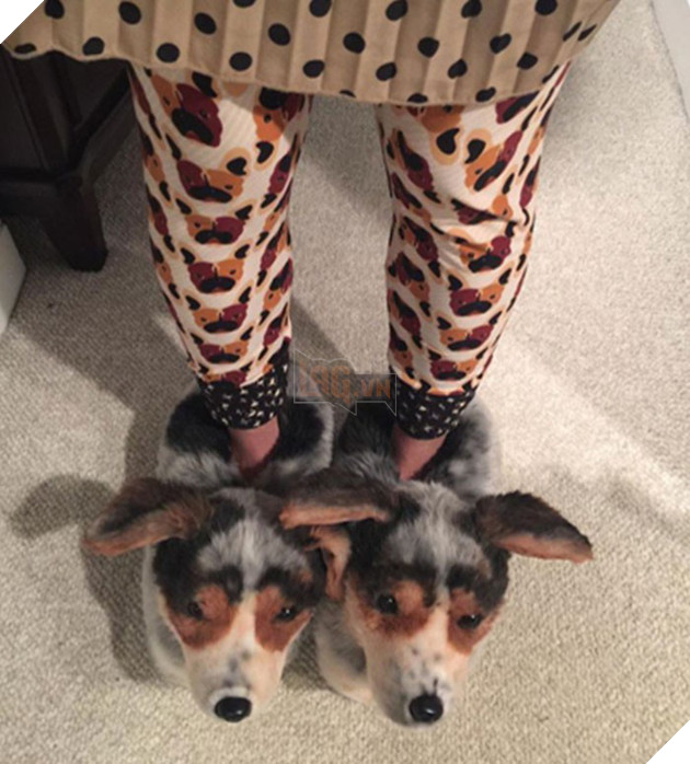 Những đ&#244;i d&#233;p b&#244;ng đi trong nh&#224; “g&#226;y l&#250;” cực độ cho người d&#249;ng v&#236; qu&#225; giống ch&#243; thật - Ảnh 11.