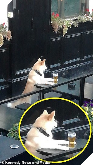 Uống trộm bia đỉnh cao như chú cún Shiba: Liếc ngang liếc dọc mãi mới chịu hành động 2