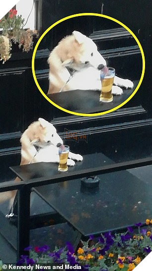 Uống trộm bia đỉnh cao như chú cún Shiba: Liếc ngang liếc dọc mãi mới chịu hành động 3