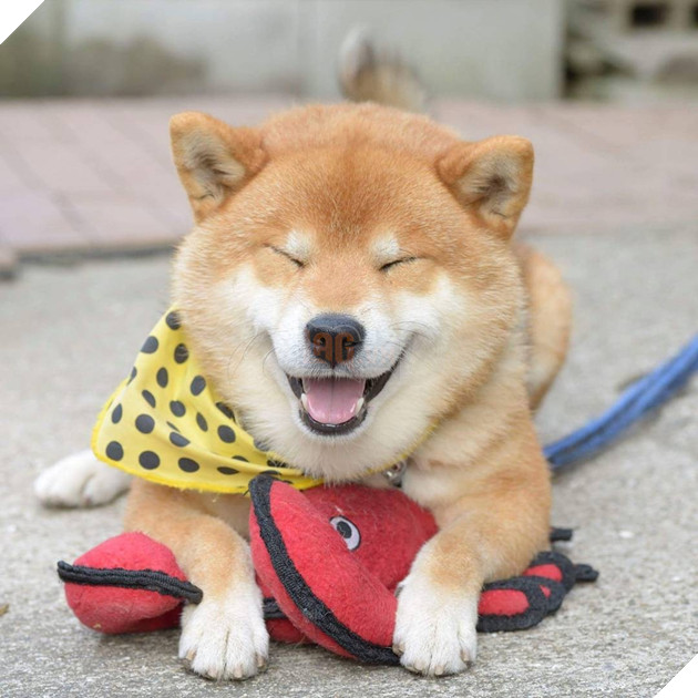 Uống trộm bia đỉnh cao như chú cún Shiba: Liếc ngang liếc dọc mãi mới chịu hành động