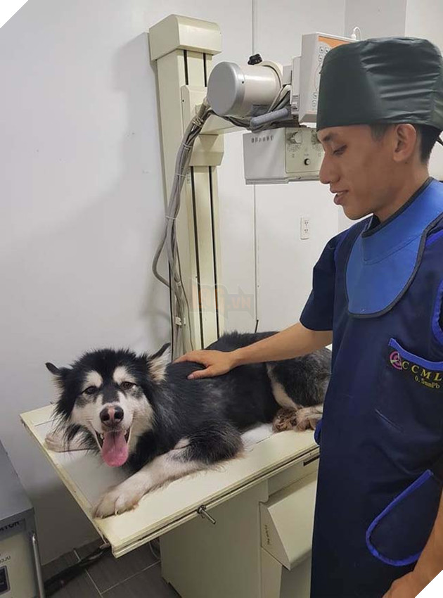 Bi sen nhot khong cho di choi, thanh nien Husky quyet dinh nhay tu lau 3 tron ra ngoai Bị sen nhốt không cho đi chơi, thanh niên Husky quyết định nhảy từ lầu 3 trốn ra ngoài