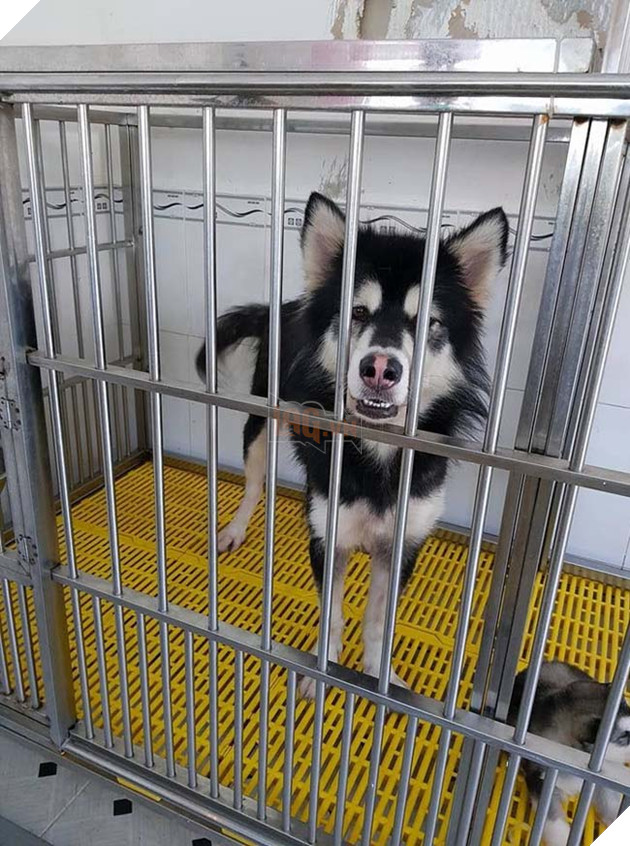 Bi sen nhot khong cho di choi, thanh nien Husky quyet dinh nhay tu lau 3 tron ra ngoai 6 Bị sen nhốt không cho đi chơi, thanh niên Husky quyết định nhảy từ lầu 3 trốn ra ngoài 6